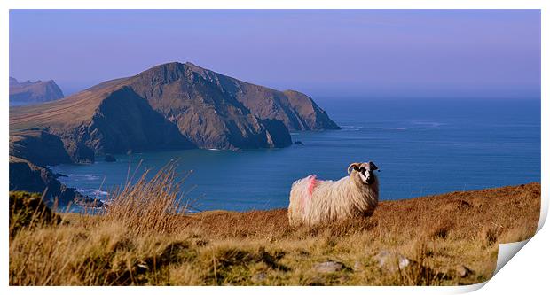 Sheep with a view Print by barbara walsh
