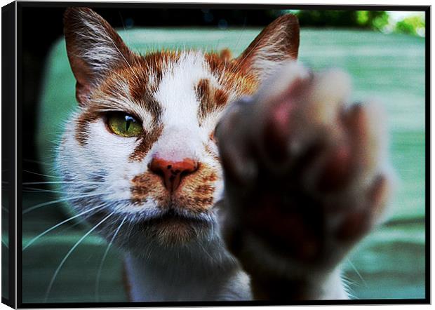 No Pictures Please! Canvas Print by Laura Watton