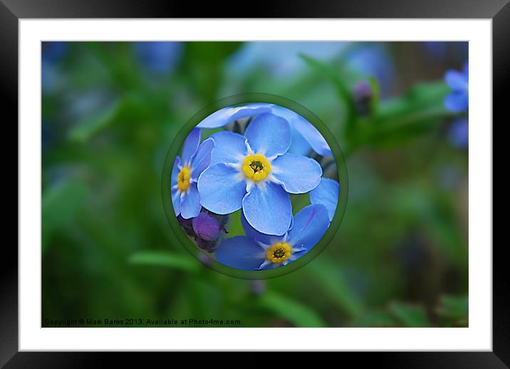 Forget-me-nots Framed Mounted Print by Mark  F Banks