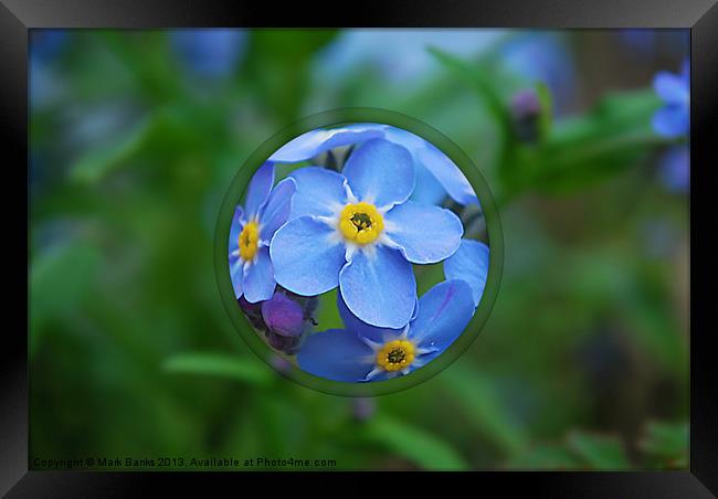 Forget-me-nots Framed Print by Mark  F Banks