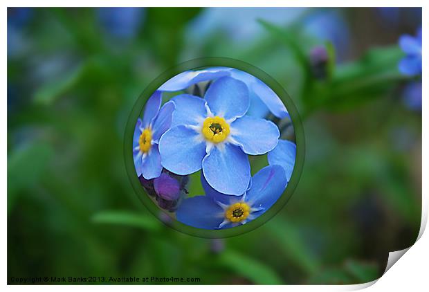 Forget-me-nots Print by Mark  F Banks