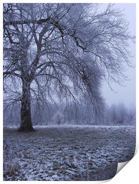 Winter Parkland Print by Alan Winter