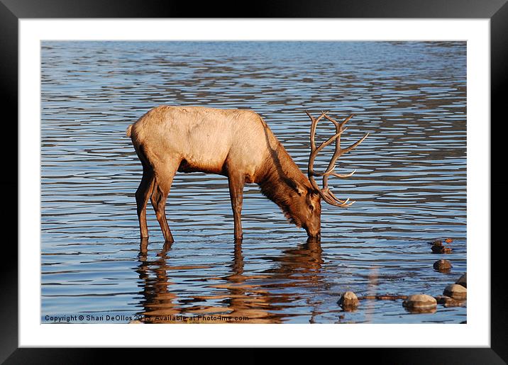 Young Bull Elk Framed Mounted Print by Shari DeOllos