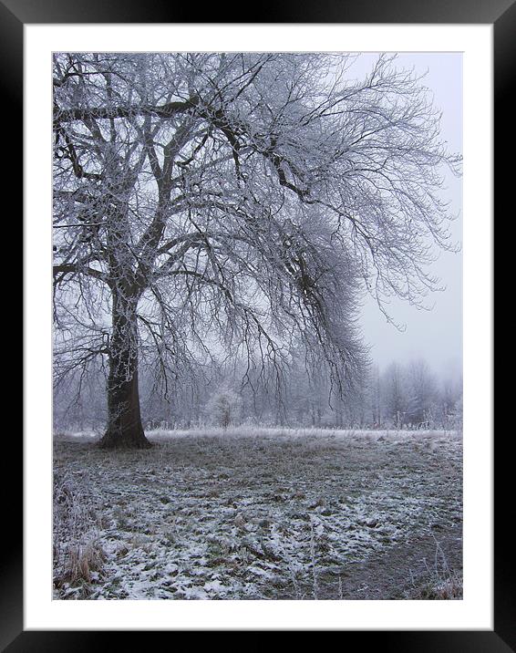 Frosty Morning Framed Mounted Print by Alan Winter