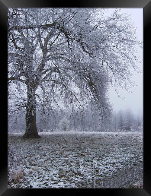 Frosty Morning Framed Print by Alan Winter