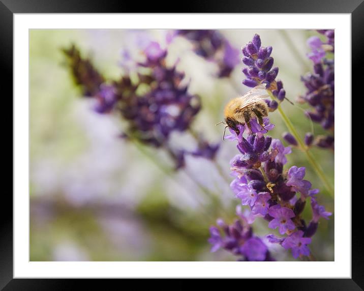 Bee on the Lavender Framed Mounted Print by Maisie Sinclair