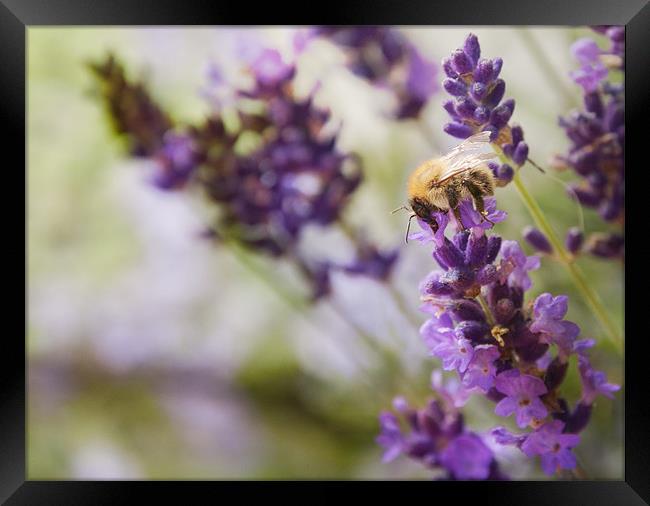 Bee on the Lavender Framed Print by Maisie Sinclair