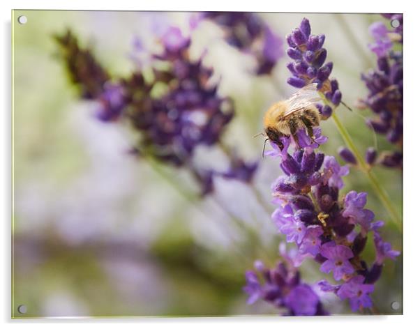 Bee on the Lavender Acrylic by Maisie Sinclair