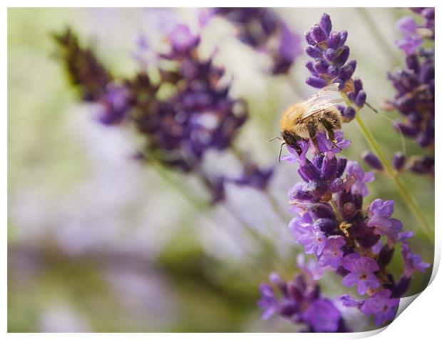 Bee on the Lavender Print by Maisie Sinclair