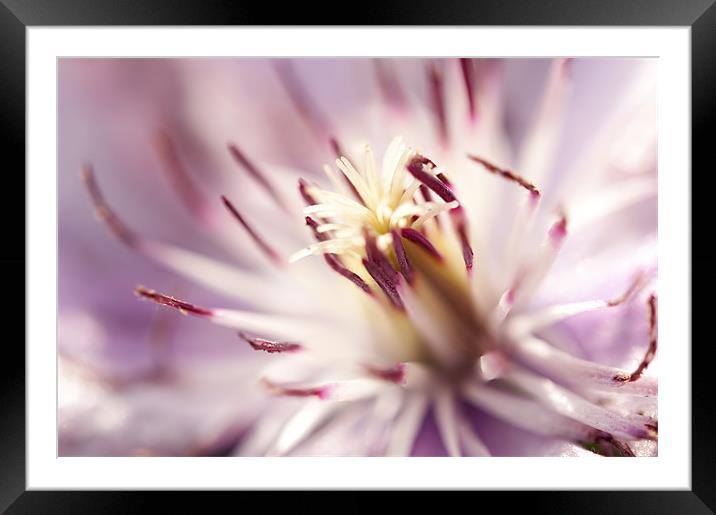 Macro Clematis Framed Mounted Print by Maisie Sinclair