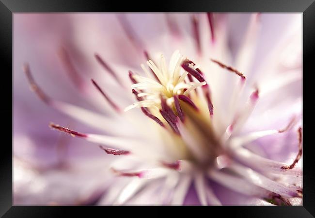 Macro Clematis Framed Print by Maisie Sinclair