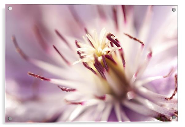 Macro Clematis Acrylic by Maisie Sinclair