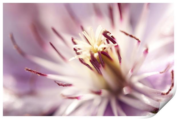 Macro Clematis Print by Maisie Sinclair