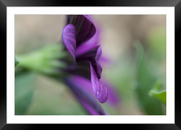 Purple flower Framed Mounted Print by Maisie Sinclair