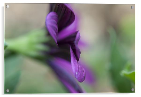 Purple flower Acrylic by Maisie Sinclair
