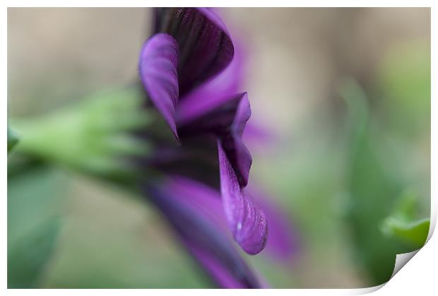 Purple flower Print by Maisie Sinclair