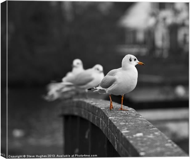 Gulls by the Thames Canvas Print by Steve Hughes