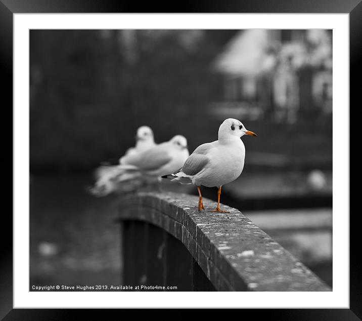 Gulls by the Thames Framed Mounted Print by Steve Hughes