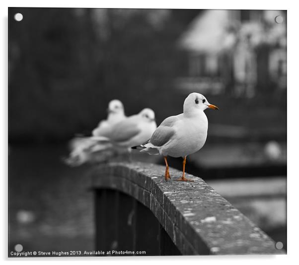 Gulls by the Thames Acrylic by Steve Hughes