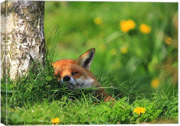 Contented Fox Canvas Print by Dave Burden