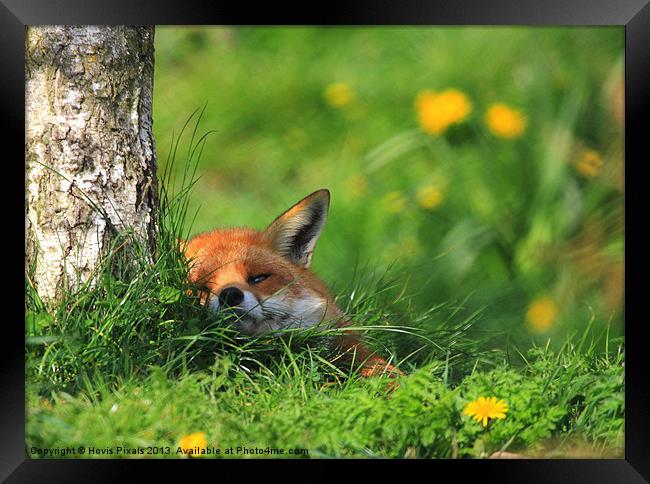 Contented Fox Framed Print by Dave Burden