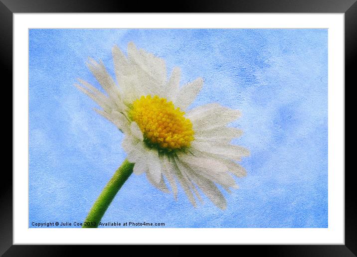 Daisy Textures 2 Framed Mounted Print by Julie Coe