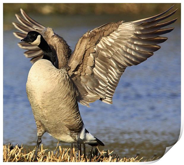 Canada Goose Print by Mark Lee