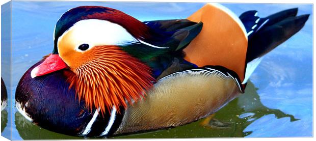 Male Mandarin Duck Canvas Print by Mark Lee