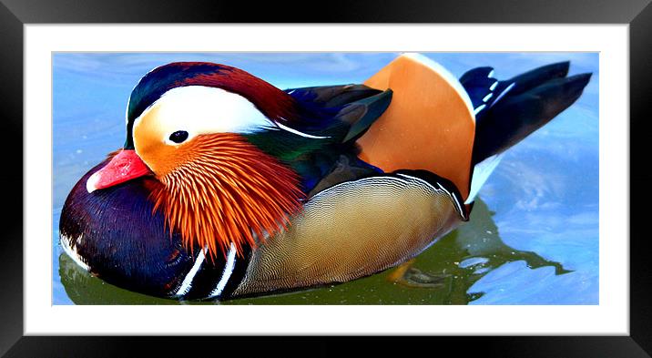 Male Mandarin Duck Framed Mounted Print by Mark Lee