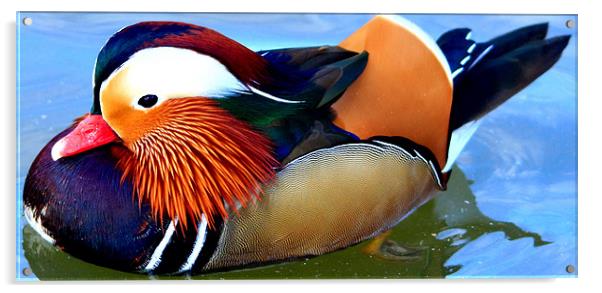 Male Mandarin Duck Acrylic by Mark Lee