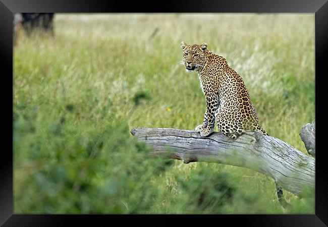 Leopard In Serengeti Framed Print by Tony Murtagh