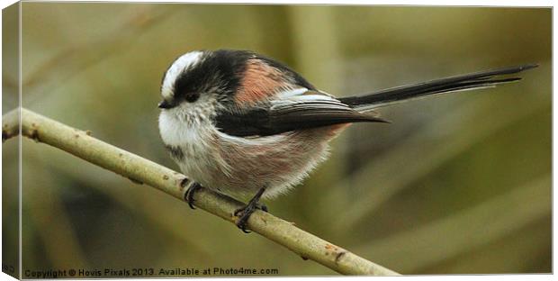 Long Tailed Tit Canvas Print by Dave Burden