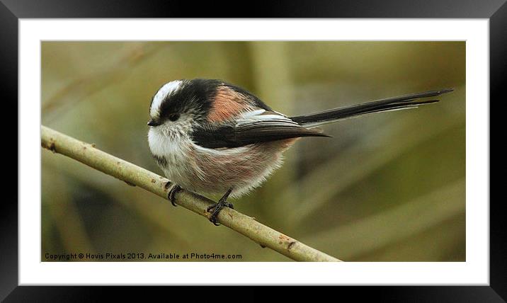 Long Tailed Tit Framed Mounted Print by Dave Burden