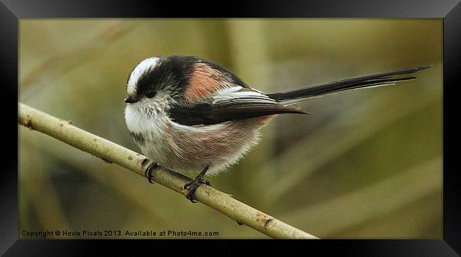 Long Tailed Tit Framed Print by Dave Burden