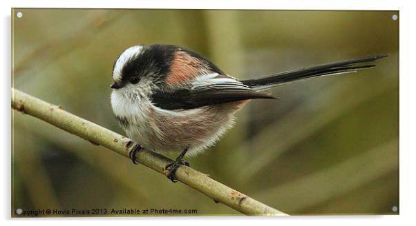 Long Tailed Tit Acrylic by Dave Burden