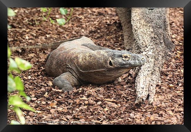 komodo Framed Print by Martyn Bennett