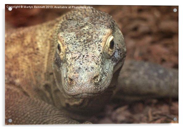 komodo dragon Acrylic by Martyn Bennett