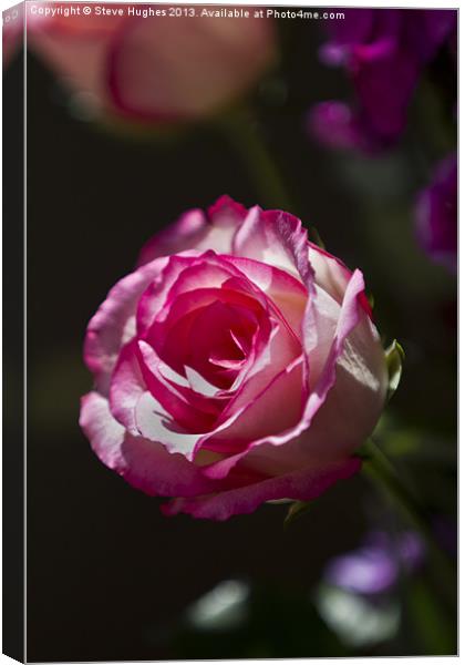 Single Pink Rose flower Canvas Print by Steve Hughes