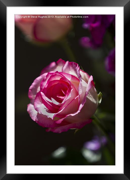 Single Pink Rose flower Framed Mounted Print by Steve Hughes