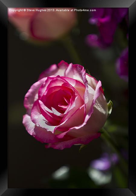 Single Pink Rose flower Framed Print by Steve Hughes