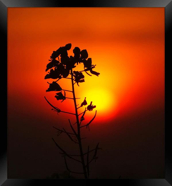 Reaching For the Sun Framed Print by Chele Willow