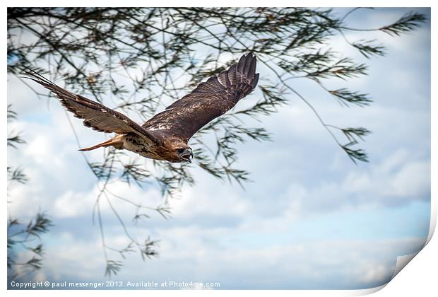 Buzzard Print by Paul Messenger