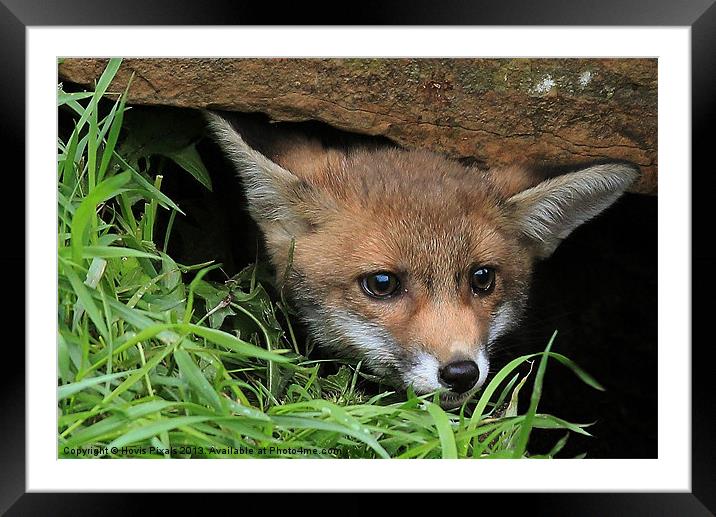 Fox Cub(Vulpes vulpes) Framed Mounted Print by Dave Burden