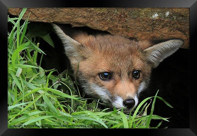 Fox Cub(Vulpes vulpes) Framed Print by Dave Burden