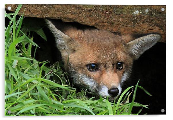 Fox Cub(Vulpes vulpes) Acrylic by Dave Burden