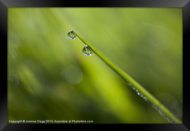 Dew Drops Framed Print by Joanna Clegg