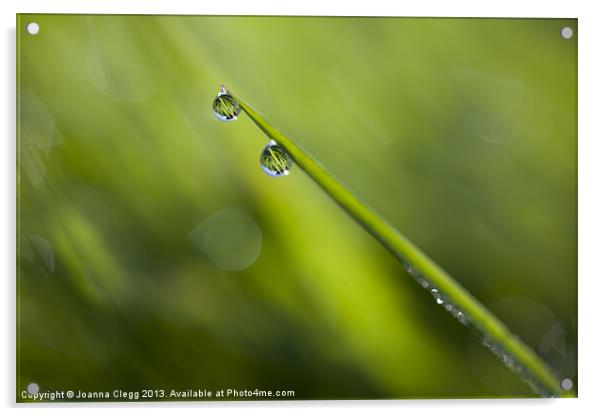 Dew Drops Acrylic by Joanna Clegg