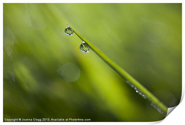 Dew Drops Print by Joanna Clegg
