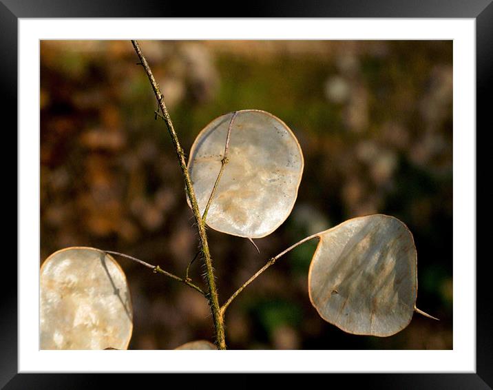 Satin Pods Framed Mounted Print by carin severn