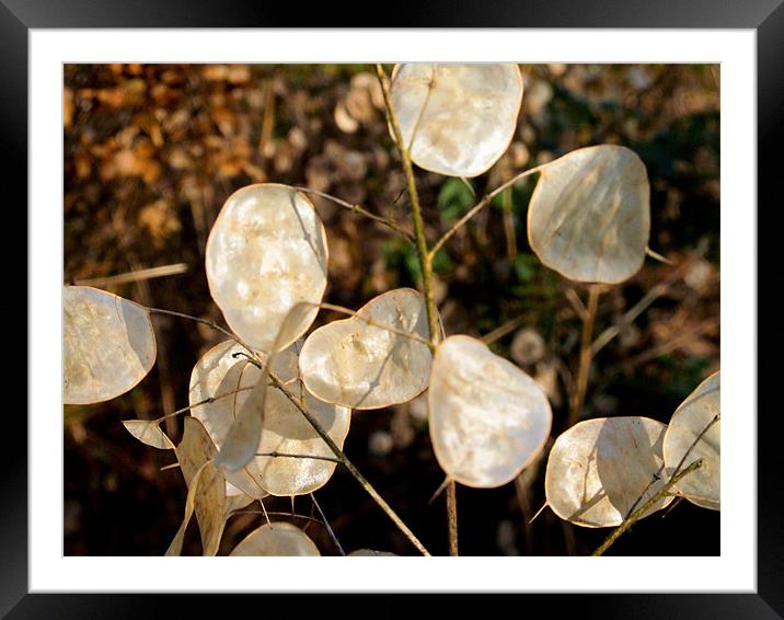 Satin Pods 2 Framed Mounted Print by carin severn